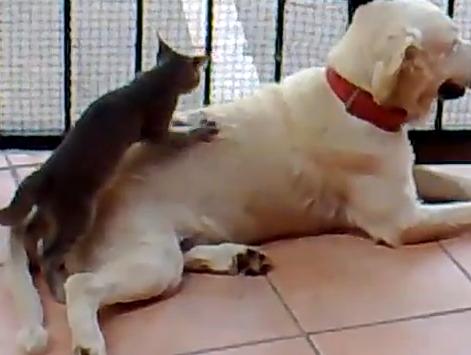 cat massage dog